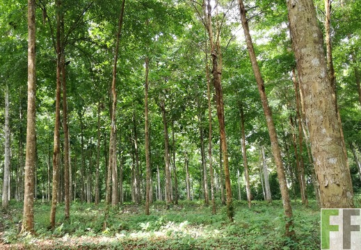 Finca La Colina 2018