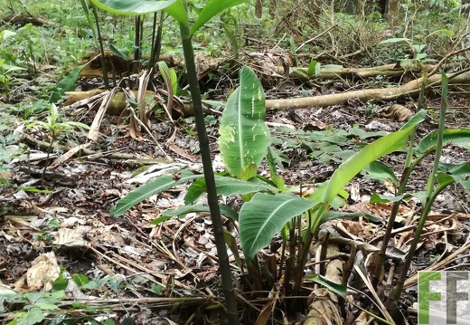 Finca Cleopatra I 2018