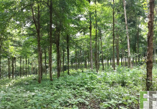 Finca Cleopatra I 2018