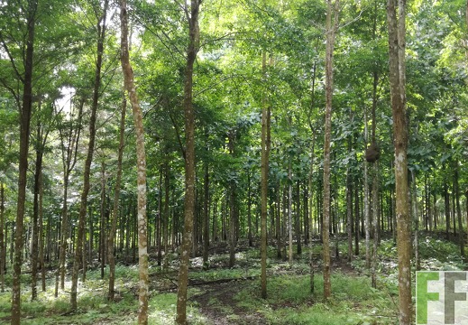 Finca Cleopatra I 2018