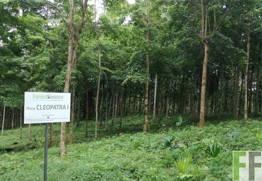 Finca Cleopatra I 2018