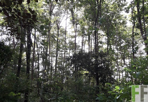 Finca El Catival 2018