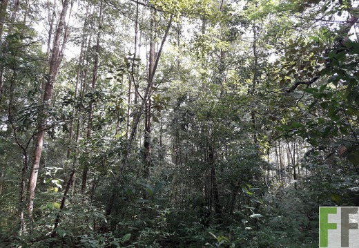 Finca El Catival 2018