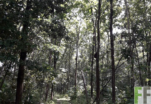 Finca El Catival 2018