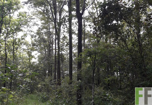 Finca El Catival 2018