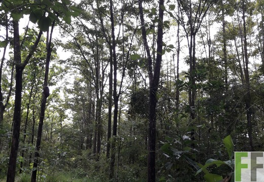 Finca El Catival 2018