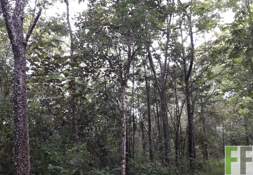 Finca El Catival 2018