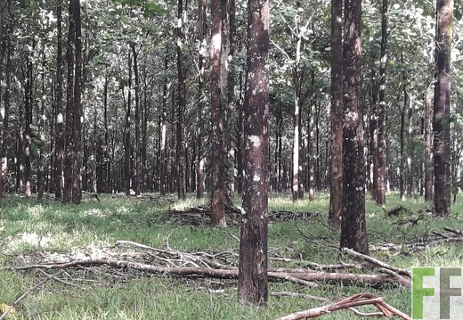 Finca Las Palmeras 2018