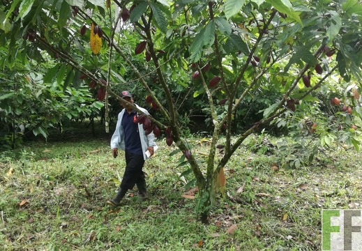 Finca Rio Uyama 2018