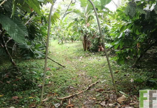 Finca Rio Uyama 2018