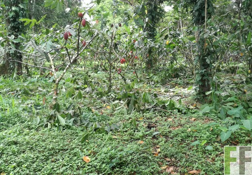 Finca Rio Uyama 2018