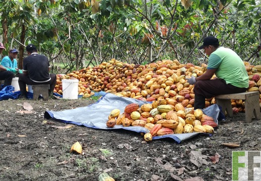 Finca Rio Uyama 2018