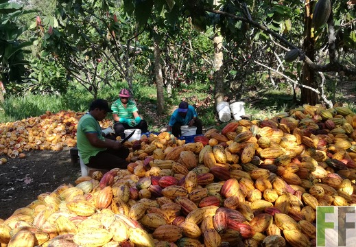 Finca Rio Uyama 2018