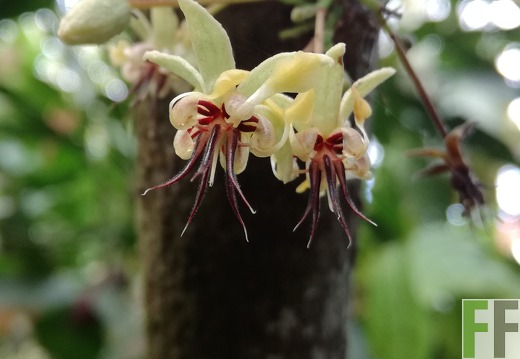 Finca Rio Uyama 2018