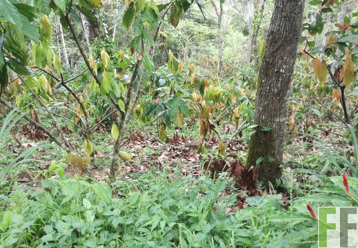 Finca Rio Uyama 2018