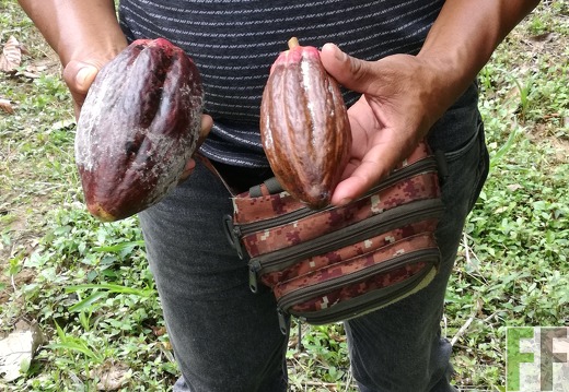 Finca Rio Uyama 2018