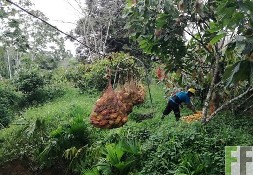 Finca Rio Uyama 2018