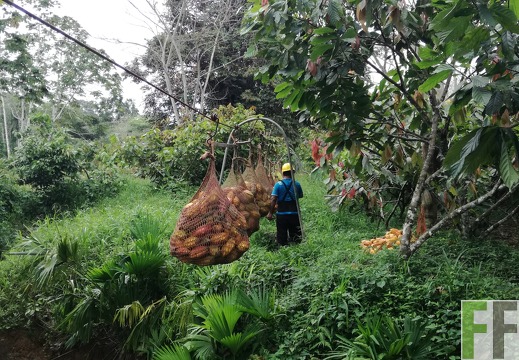 Finca Rio Uyama 2018