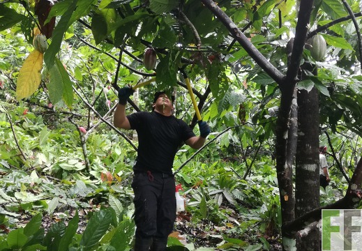 Finca Quebrada Pittí 2018