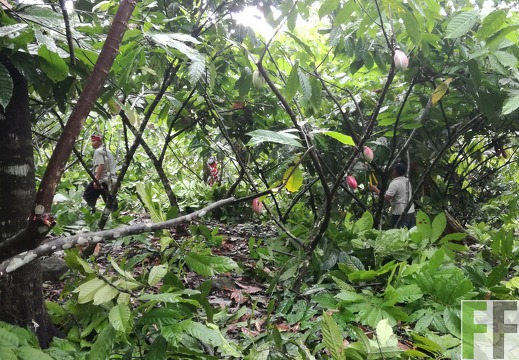 Finca Quebrada Pittí 2018