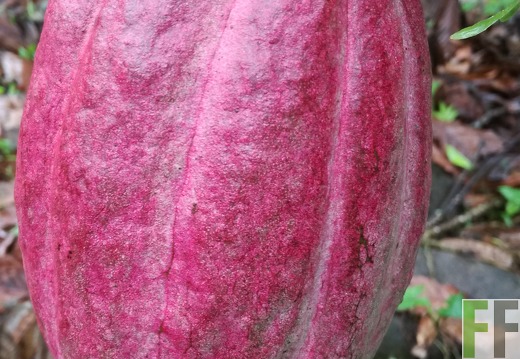 Finca Quebrada Pittí 2018