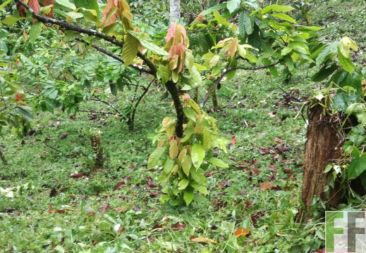 Finca Quebrada Pittí 2018