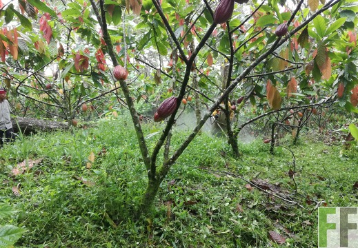 Finca Quebrada Pittí 2018