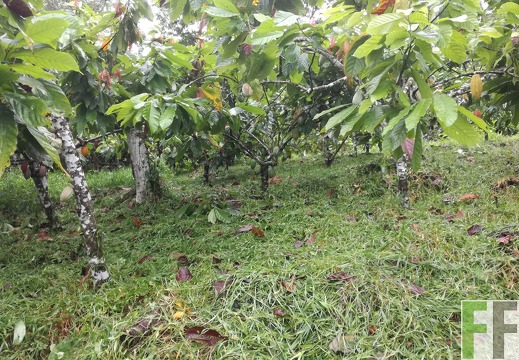 Finca Quebrada Pittí 2018