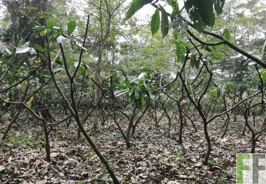 Finca Quebrada Limón 2018
