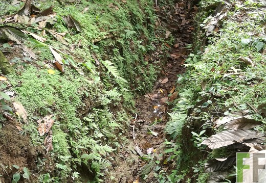 Finca Quebrada Limón 2018