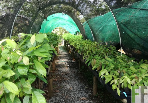 Finca Quebrada Limón 2018