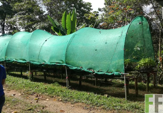 Finca Quebrada Limón 2018