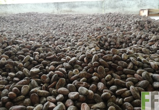 Finca Quebrada Limón 2018