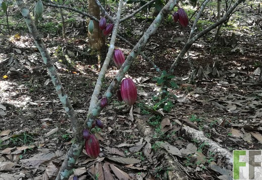 Finca Quebrada Limón 2018