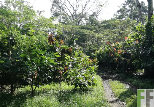 Finca Quebrada Limón 2018