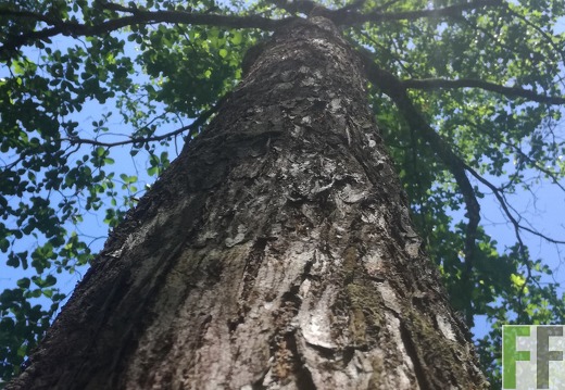 Finca Pampanillo 2018