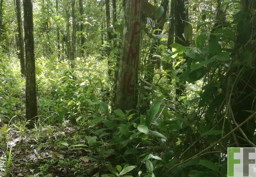 Finca Pampanillo 2018