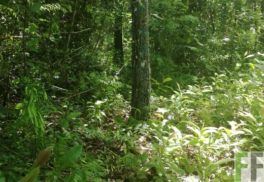 Finca Pampanillo 2018