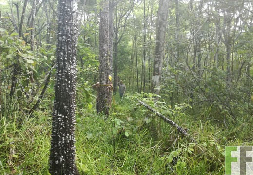 Finca Pampanillo 2018