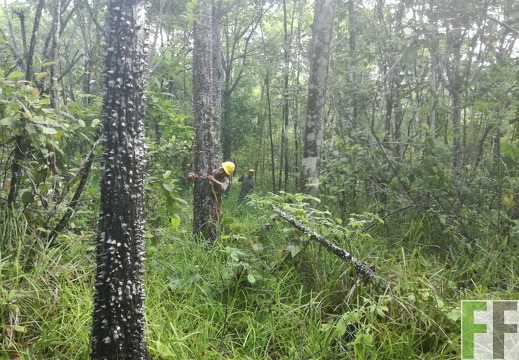 Finca Pampanillo 2018