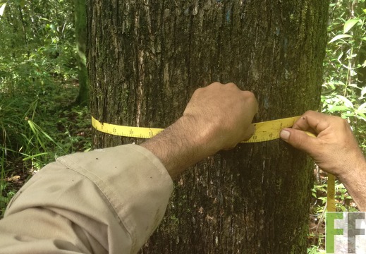 Finca Pampanillo 2018