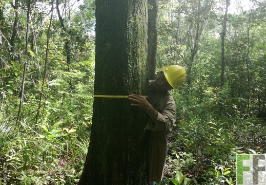 Finca Pampanillo 2018