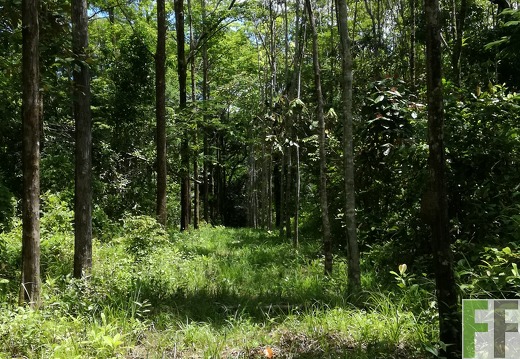 Finca Los Monos IV 2018