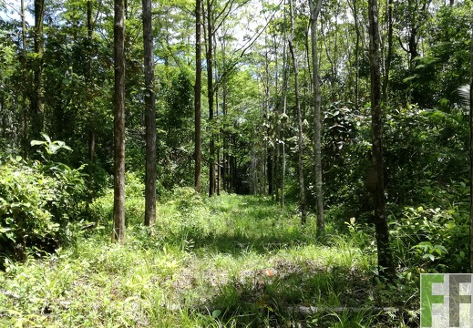 Finca Los Monos IV 2018