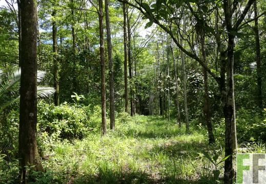 Finca Los Monos IV 2018