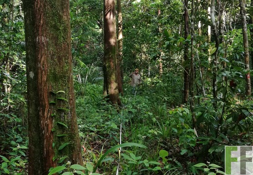 Finca Los Monos IV 2018