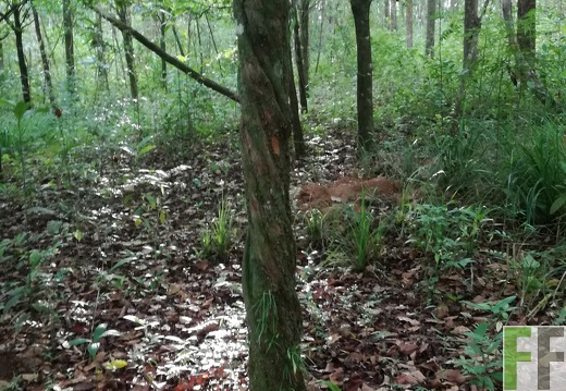 Finca Los Rios III 2018