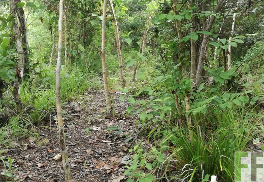 Finca Los Rios II 2018