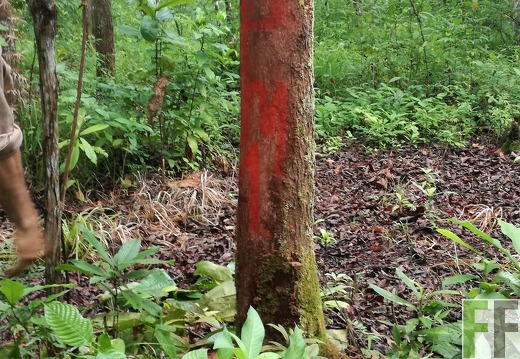 Finca Los Rios II 2018