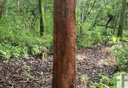 Finca Los Rios II 2018